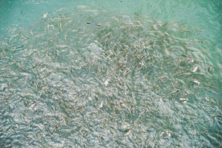 大陈岛生态面貌更新为绿色海岛  第3张