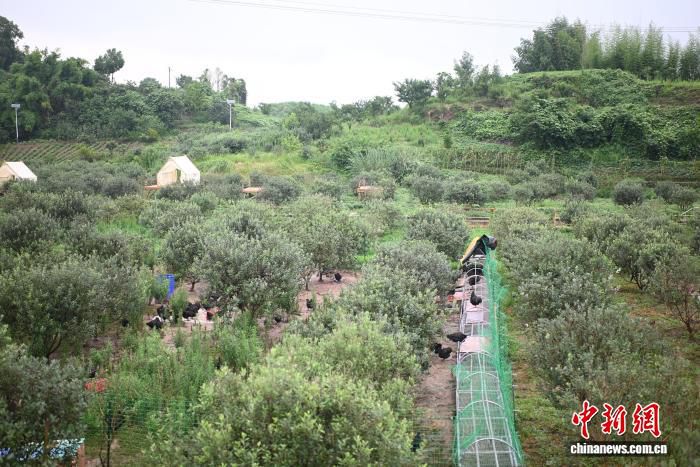 菲油果跨越半个地球扎根重庆 1600亩产业基地成乡村“致富果”  第2张
