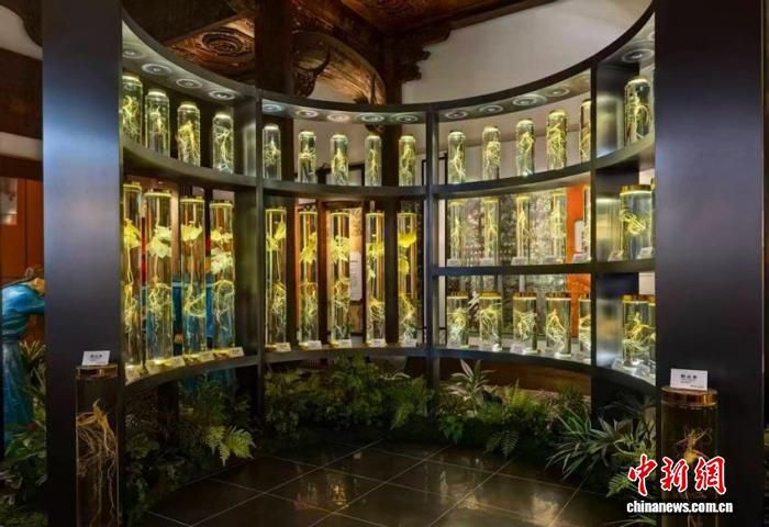 吉林舒兰原生野山参展馆持续迎客 千年野山参成亮点  第2张