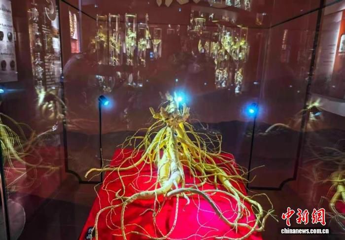 吉林舒兰原生野山参展馆持续迎客 千年野山参成亮点