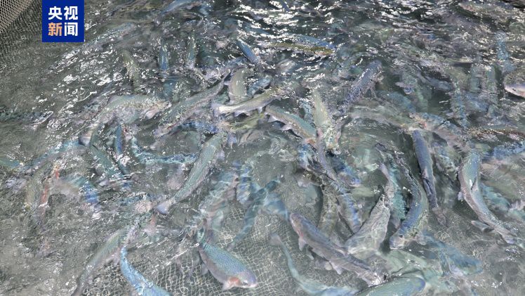 10万吨级养殖工船“苏海1号”启动首批商品鱼起捕  第3张