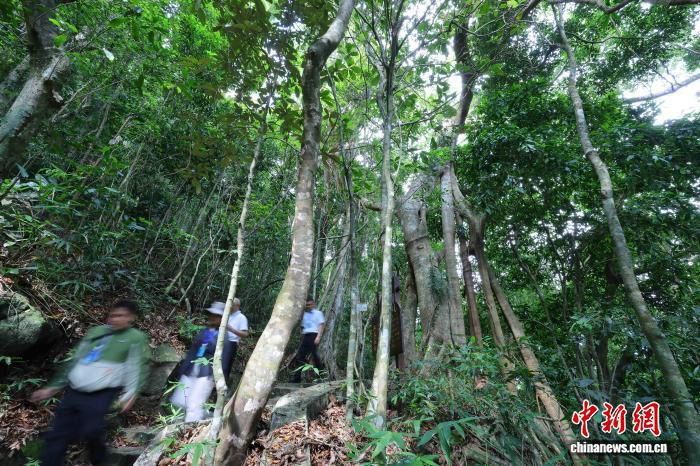 12国媒体人走进海南吊罗山 探秘热带雨林生态奇观  第2张