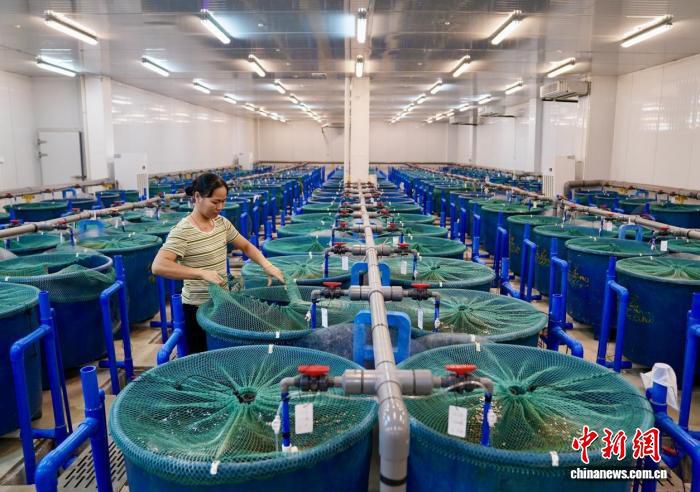 侨资企业海南宝路水产22年育种长跑：年销罗非鱼苗超10亿尾  第3张