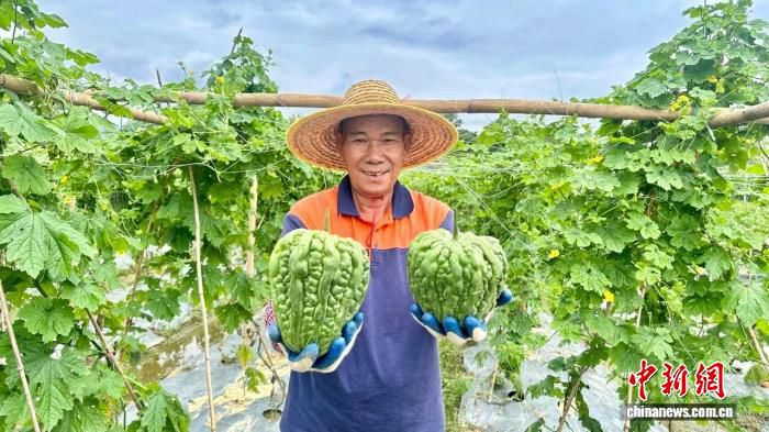 广东清远现代农业示范基地进入采收期 紫茄苦瓜青椒同步供应