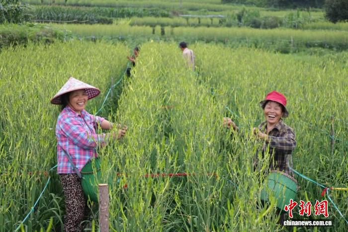 浙江缙云黄花菜采收期延长，新品种与智慧大棚推动产值增长