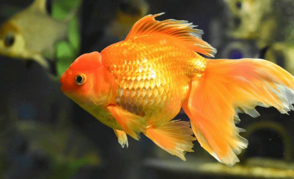 Reddit用户称家中鱼缸阻挡入室盗窃并或挽救生命