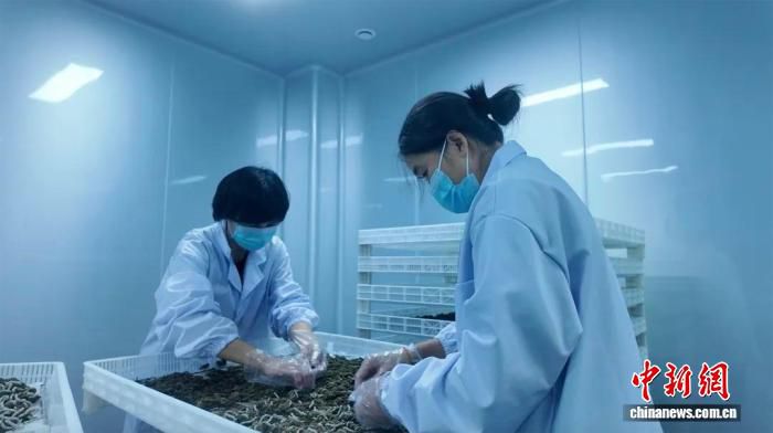 南浔全龄人工饲料养蚕共富模式农户端验证成功,一年养蚕增至20茬 第2张 南浔全龄人工饲料养蚕共富模式农户端验证成功,一年养蚕增至20茬 第2张