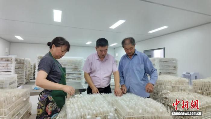 南浔全龄人工饲料养蚕共富模式农户端验证成功，一年养蚕增至20茬