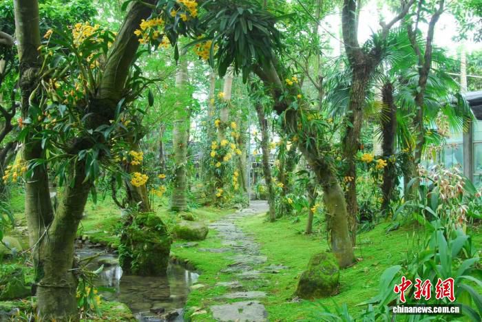 广东推进岭南特色植物园体系建设 14家植物园建成数量居全国首位 第2张 广东推进岭南特色植物园体系建设 14家植物园建成数量居全国首位 第2张