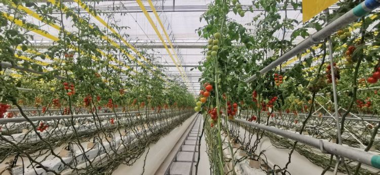 雄安智慧农业科技园运用AI系统实现大棚环境自动调控 第1张 雄安智慧农业科技园运用AI系统实现大棚环境自动调控 第1张