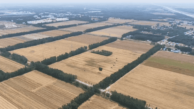 习近平总书记考察山东德州，关注三夏生产与粮食安全