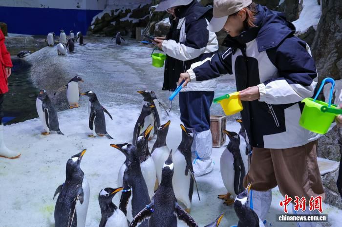 海南海洋欢乐世界度假区：集游乐与动物保育于一体的国家4A级海洋主题公园
