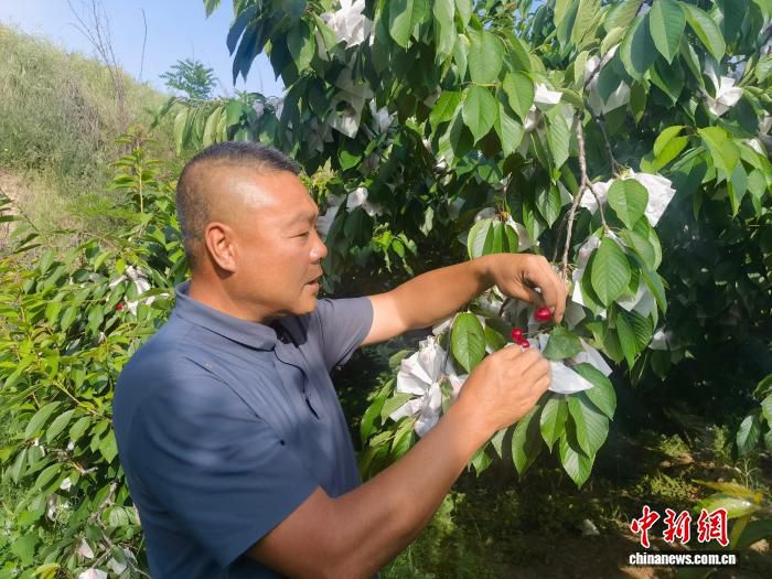 秦州大樱桃48小时直达一线城市 糖度突破20度线上订单积压