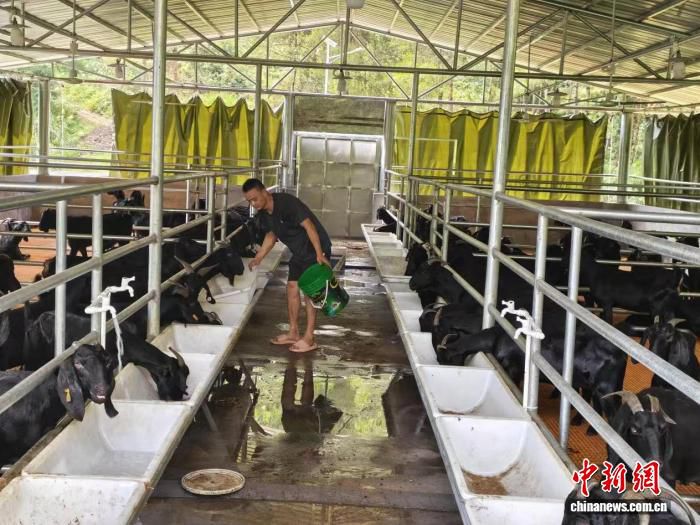 广东清远三江镇六联村：标准化羊舍与黑山羊养殖展现乡村振兴图景