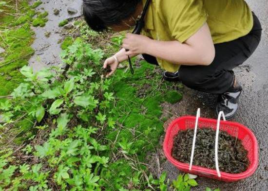 杭州市民雨后齐聚小区草坪捡拾地衣 称季节限定美味