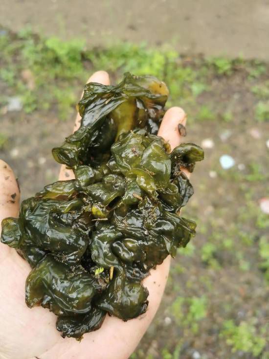杭州市民雨后齐聚小区草坪捡拾地衣 称季节限定美味 第2张 杭州市民雨后齐聚小区草坪捡拾地衣 称季节限定美味 第2张