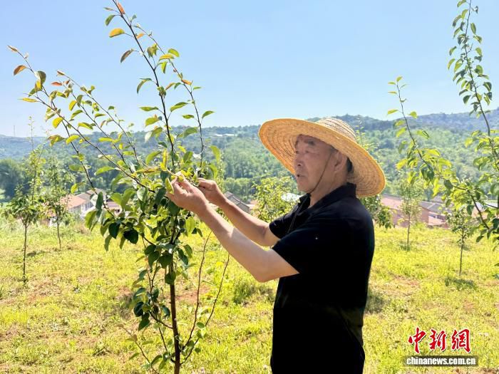 山西长子盘活闲置梨园 发展酥梨种植带动村民就业 第2张 山西长子盘活闲置梨园 发展酥梨种植带动村民就业 第2张