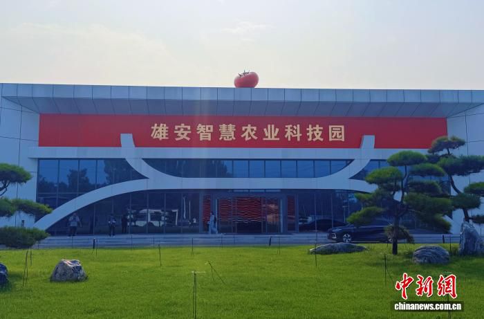雄安智慧农业科技园聚焦高品质串收番茄智能化种植与产业化开发 第2张 雄安智慧农业科技园聚焦高品质串收番茄智能化种植与产业化开发 第2张