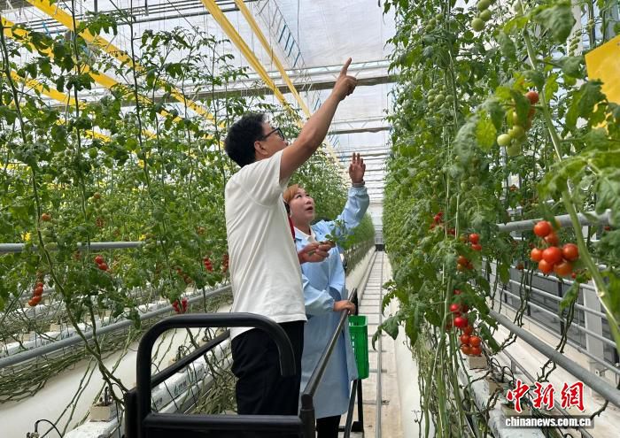 雄安智慧农业科技园聚焦高品质串收番茄智能化种植与产业化开发