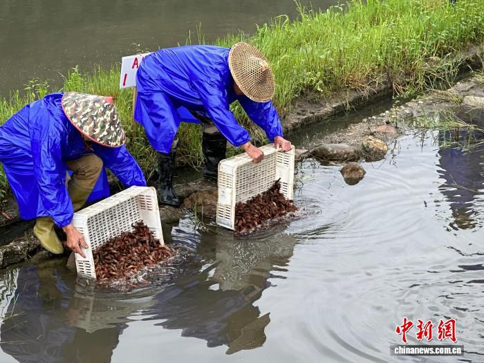 浙江龙泉上锦村推广稻虾轮作模式夏季已出货超两万斤  第1张