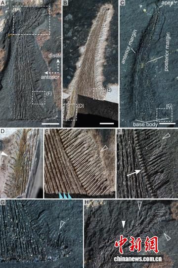 中国科学院团队在湖南邵阳发现2.56亿年二叠纪棘鳞鲨化石  第2张