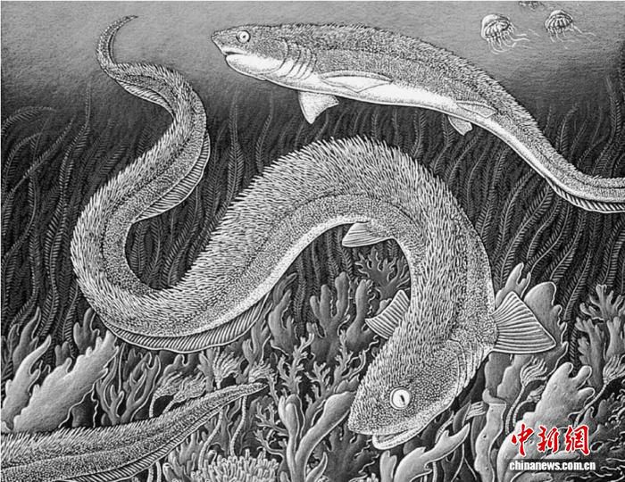 中国科学院团队发现2.56亿年前邵阳棘鳞鲨化石 系中国二叠纪地层首次发现