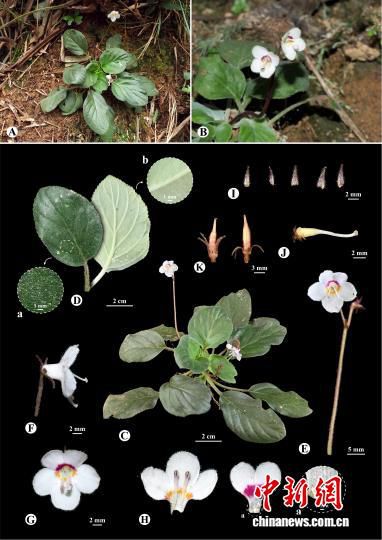广西植物研究所等在广东四会发现苦苣苔科新物种四会瑶山苣苔