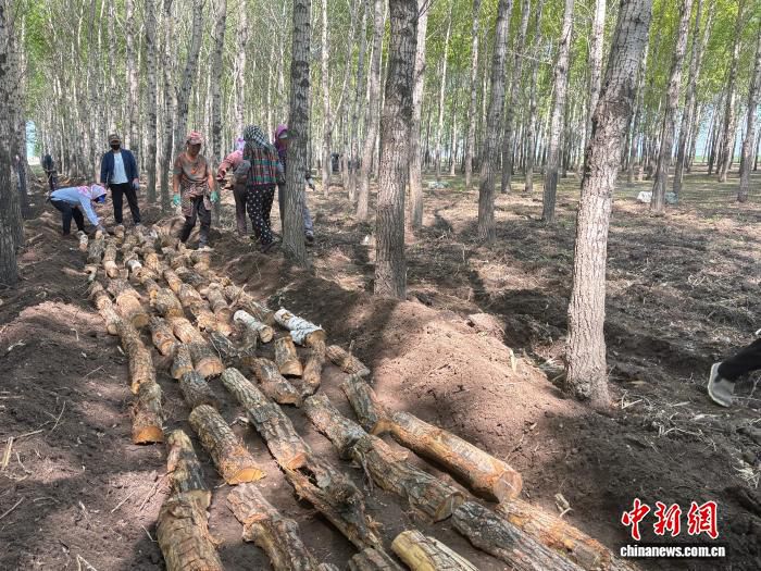 梅里斯利发村800亩林地蘑菇采收 庭院葡萄九月上市 村民双业增收  第3张