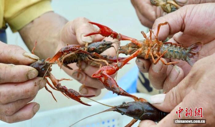 赣鄱大地水稻生产“接力赛”：良种与良机并行  第2张
