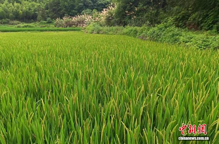 赣鄱大地水稻生产“接力赛”：良种与良机并行