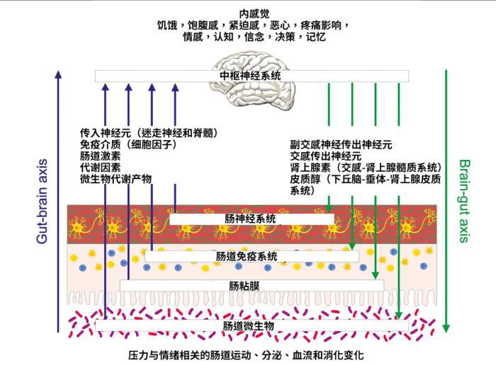 研究发现情绪压力通过“肠-脑轴”引发胃部不适