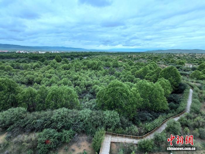 青海省防沙治沙重点区实现“绿进沙退” 生态环境持续改善  第3张