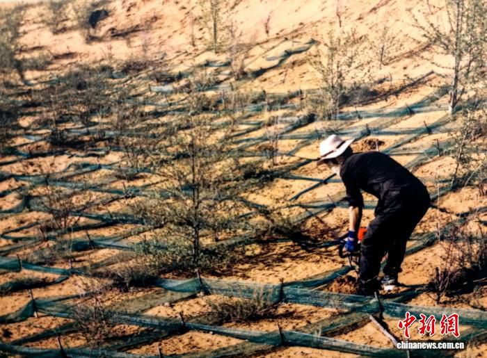 青海省防沙治沙重点区实现“绿进沙退” 生态环境持续改善  第2张
