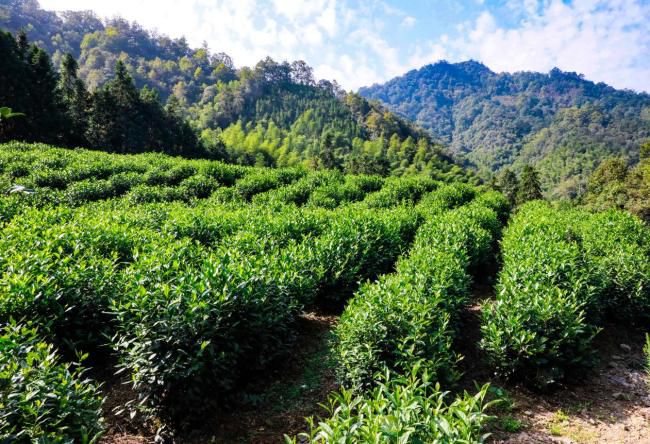 伊利携锁鲜盖技术入局茶饮无糖茶市场五年复合增速超70  第3张