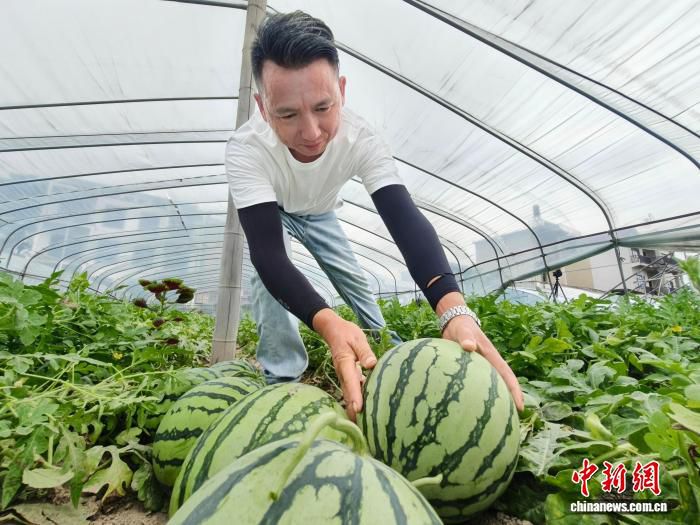 江西余干沿河村西瓜大棚迎采摘季 种植大户讲解挑选技巧