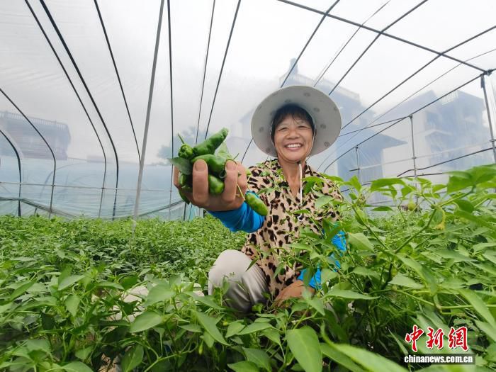江西余干沿河村西瓜大棚迎采摘季 种植大户讲解挑选技巧  第2张