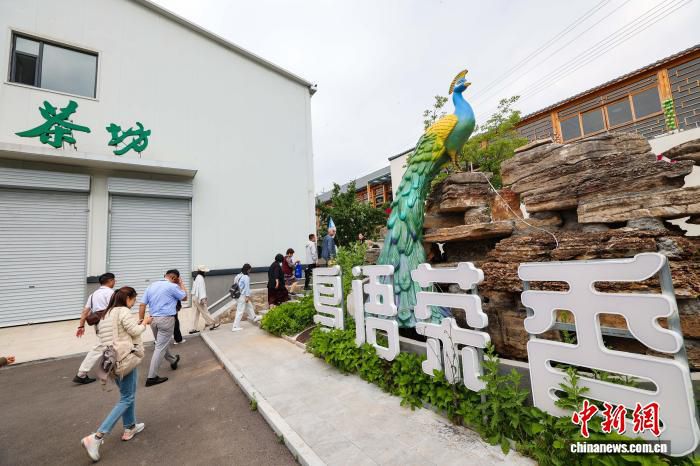 山西晋城母亲茶庄：连翘叶带动1300多户农民增收