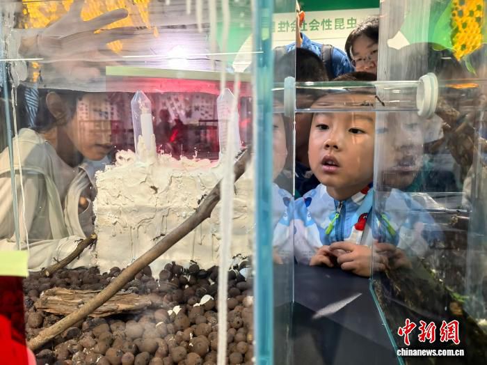 中国科学院昆明动物研究所昆明动物博物馆“探秘昆虫王国”展6月27日开展  第2张