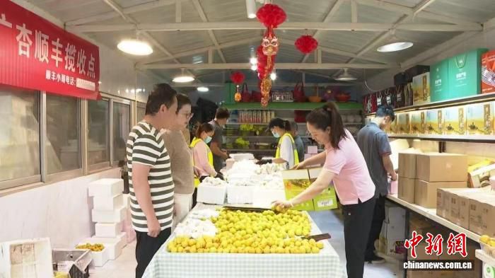 甘肃敦煌1.5万亩李广杏进入成熟期 年产量达1.6万吨  第2张
