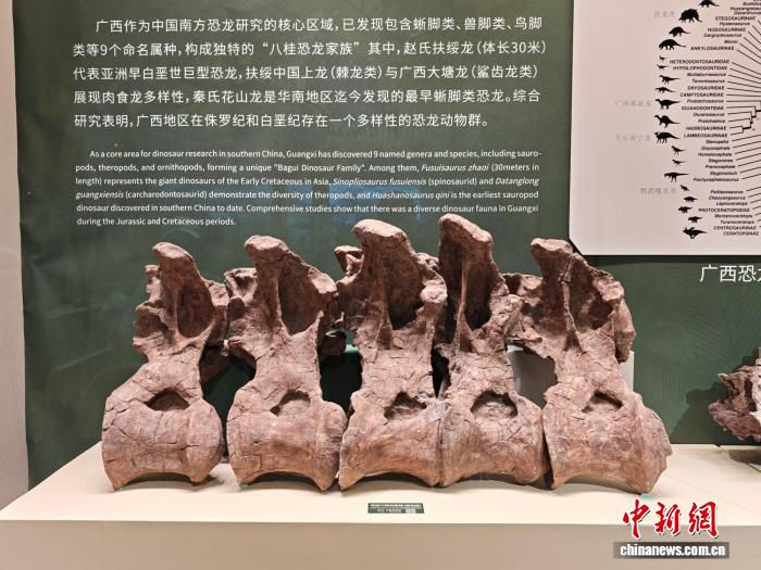“巨兽觉醒”广西恐龙科普展在无锡启幕 200余件展品亮相  第2张