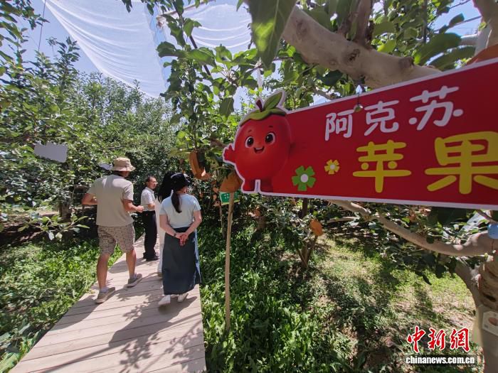 哈萨克斯坦等三国媒体代表赴新疆温宿县考察40年荒漠绿化成果  第2张