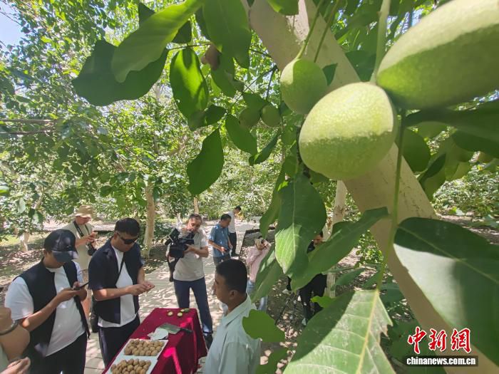 哈萨克斯坦等三国媒体代表赴新疆温宿县考察40年荒漠绿化成果  第3张