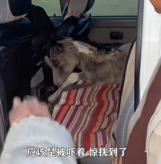 新疆巴音郭楞发生无人机扰畜事件 七日龄马驹受惊吓炸肺死亡  第2张