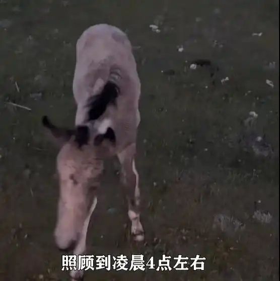 新疆巴音郭楞发生无人机扰畜事件 七日龄马驹受惊吓炸肺死亡  第3张
