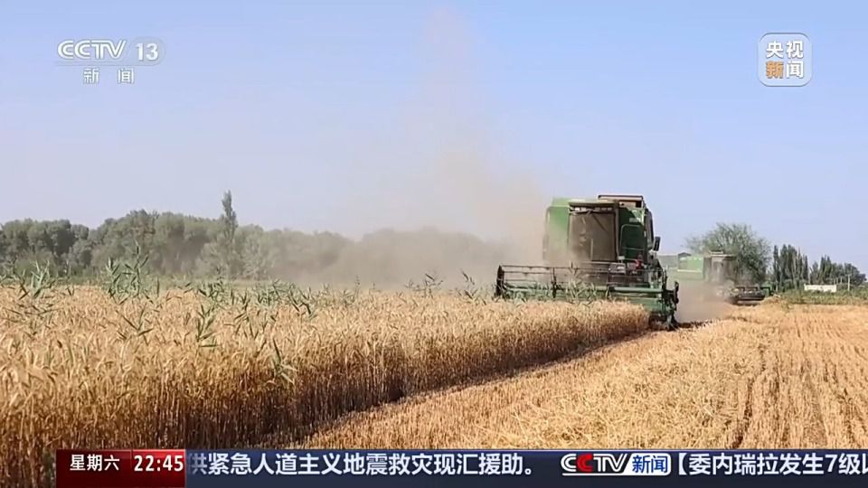 六月新疆沙漠麦田传喜讯 跨省种田人增多  第2张