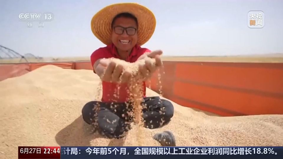 六月新疆沙漠麦田传喜讯 跨省种田人增多