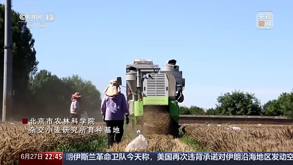 六月新疆沙漠麦田传喜讯 跨省种田人增多  第3张