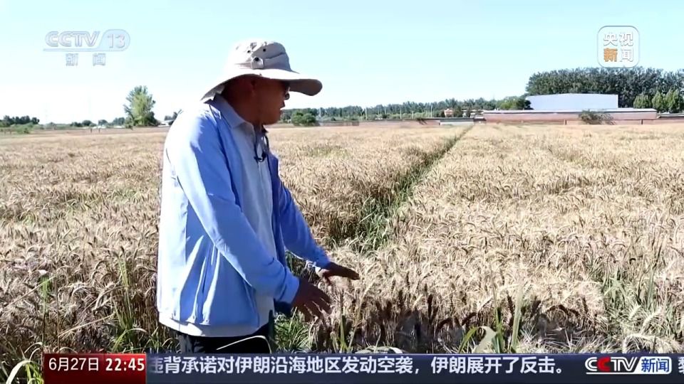 六月新疆沙漠麦田传喜讯 跨省种田人增多  第4张