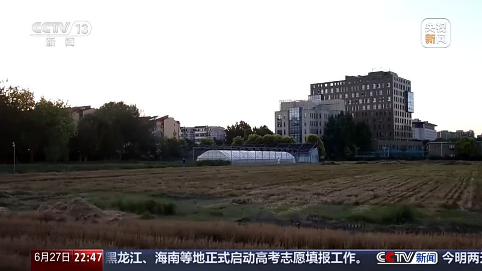 六月新疆沙漠麦田传喜讯 跨省种田人增多  第7张