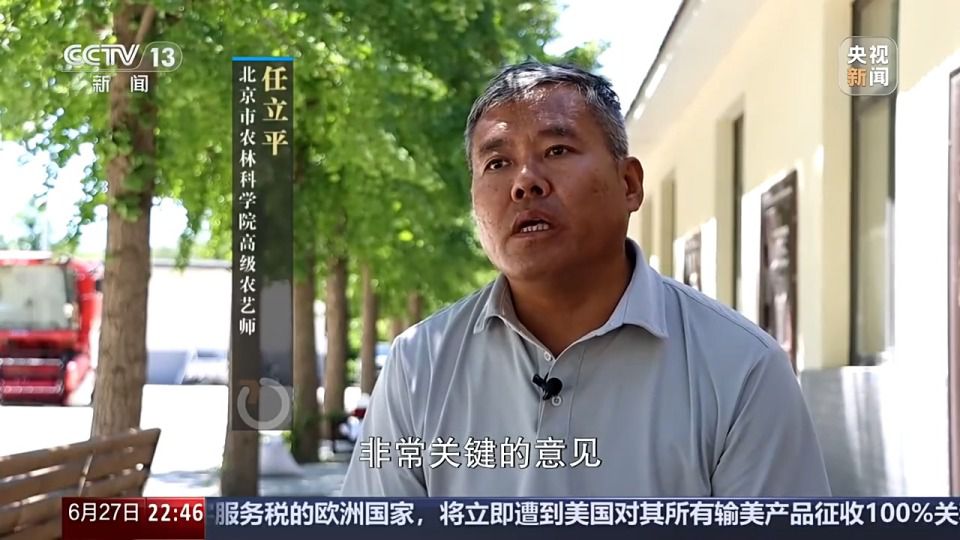 六月新疆沙漠麦田传喜讯 跨省种田人增多  第6张